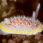 Nederlandse duikers vinden "nieuwe" diersoorten in de Noordzee