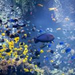 Bezoek aquarium Zoo Antwerpen achter de schermen op 26/11/2017. Vooraf inschrijven!
